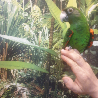 Продавам Жардина (Конгоански папагал), снимка 6 - Папагали - 44779416