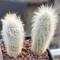 Кактус Echinocereus Canus - изключително рядко срещан кактус, цена 50 лв, снимка 5 - Градински цветя и растения - 44808497