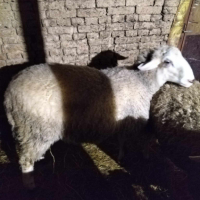 Продавам един коч и две овце, снимка 1 - Овце - 44513897