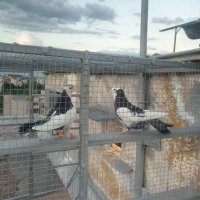 Пазарджишки гълаби, снимка 9 - Гълъби - 33845813