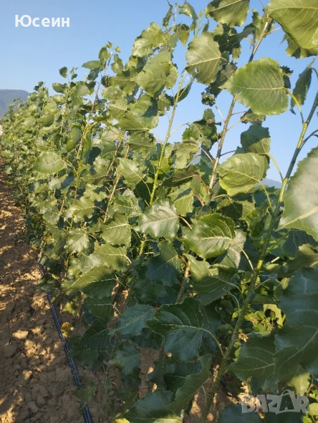 Фиданки от топола , снимка 1