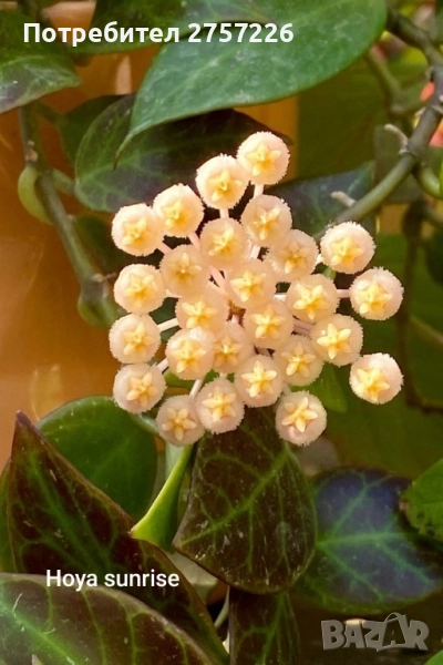 Hoya sunrise , снимка 1