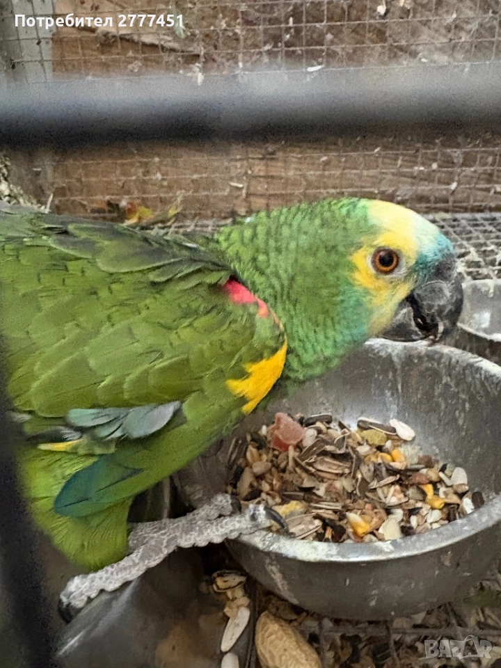 Мъжка синьочела амазона, снимка 1