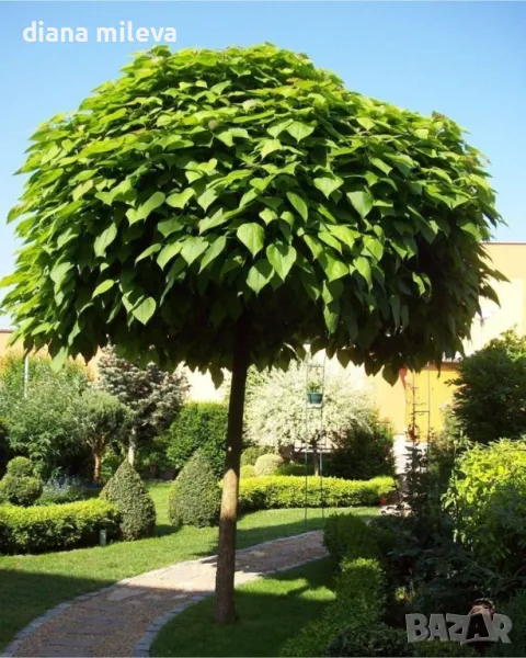 Каталпа, Catalpa bignonioides, снимка 1