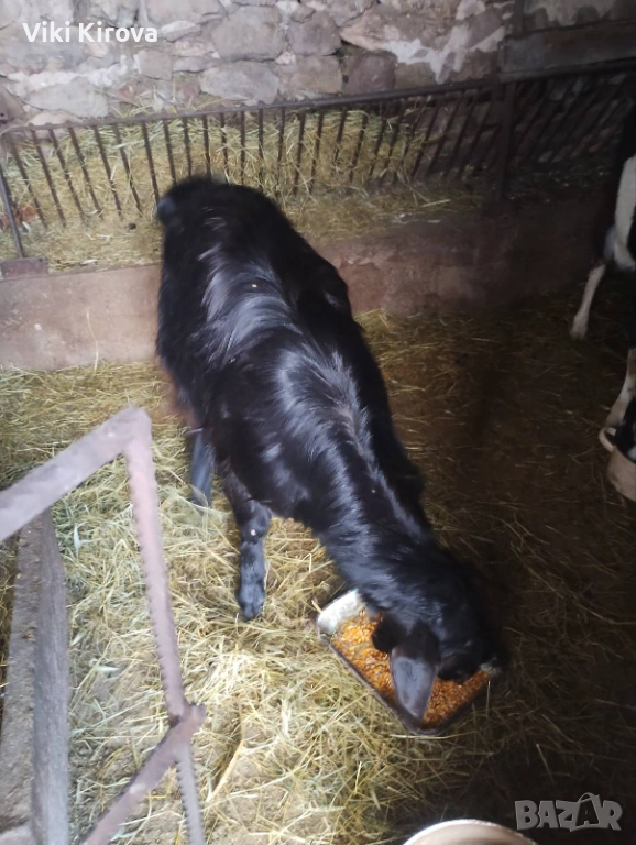 Продавам мъжки пръч за разплодие, снимка 1