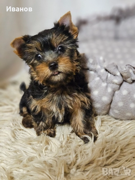 Йоркширски териер , снимка 1