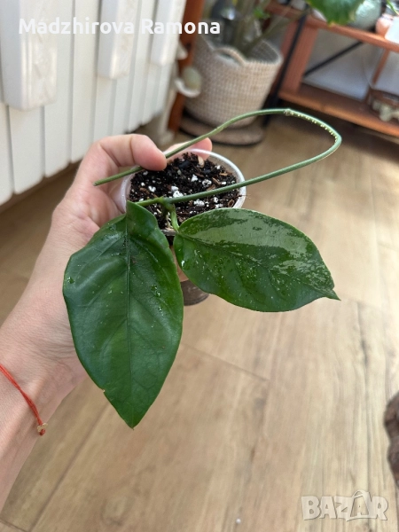 Hoya coriacea Silver , снимка 1