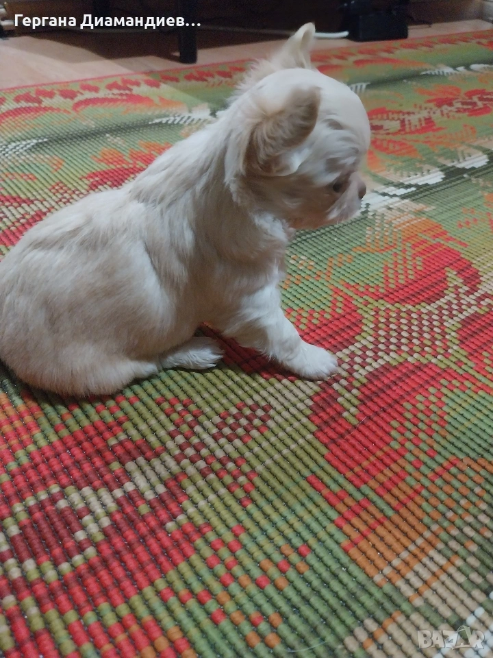 продавам мини чихуахуа , снимка 1