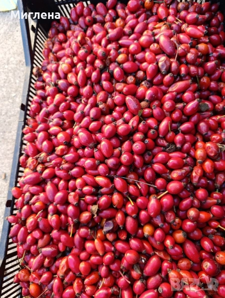 Прясна диворастяща шипка, снимка 1