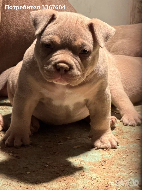 Американско були покет , снимка 1