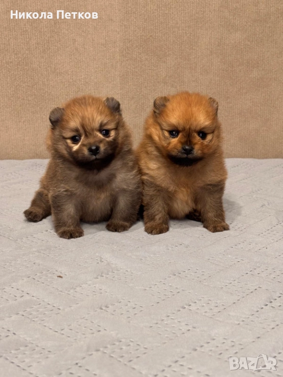 Померан мини, снимка 1