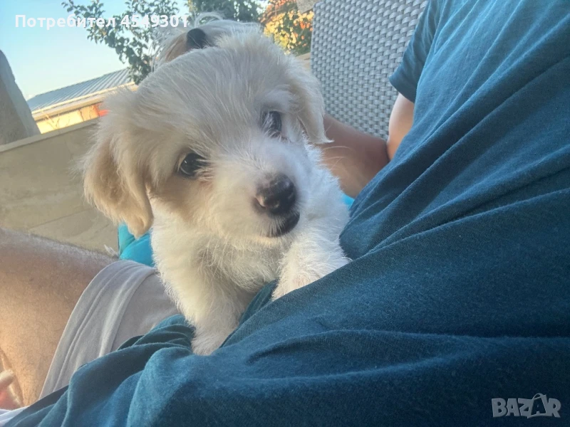 Кученце Морки, снимка 1