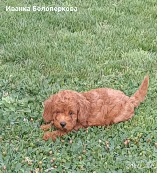 Той пудел , снимка 1