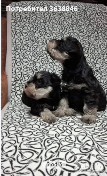 Мини шнауцер, снимка 1