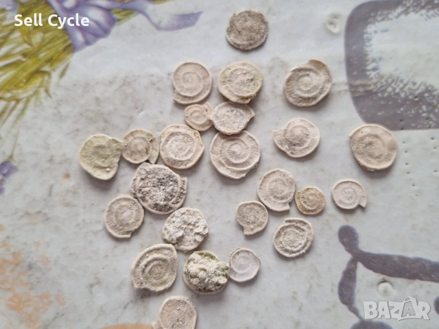 ✅ФОСИЛИ - НУМУЛИТИ ❗, снимка 5 - Колекции - 53431660