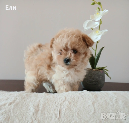 Той пудел /Малтипу- момче, снимка 4 - Пудели - 53683639