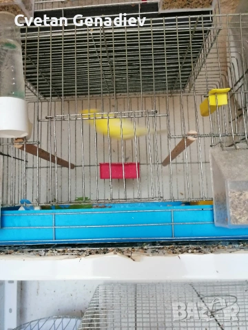 продавам канари , снимка 4 - Канари - 53628627