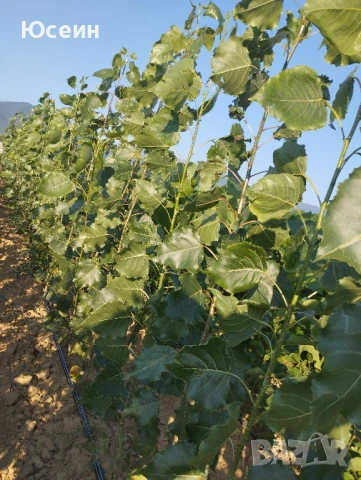 Фиданки от топола 