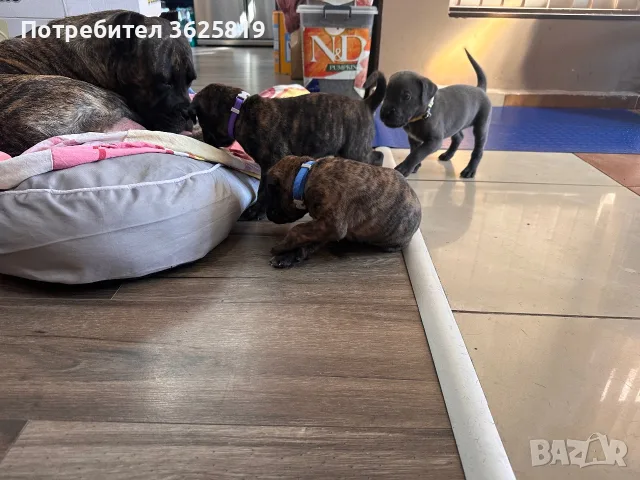 Кане Корсо - Cane Corso кученца, снимка 10 - Кане корсо - 55834113
