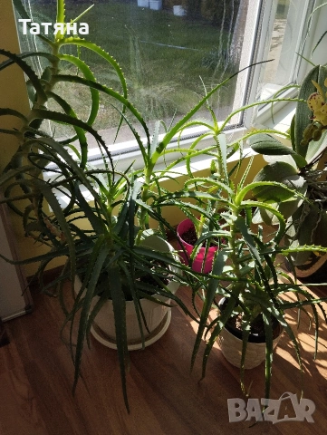Алое, снимка 4 - Стайни растения - 53663631
