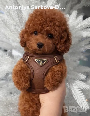 Poodle toy/Пудел Той