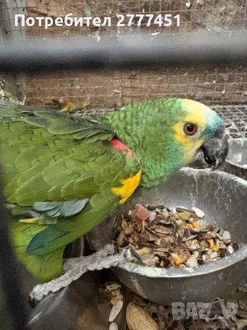 Мъжка синьочела амазона