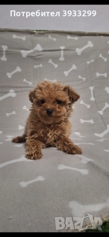 Той пудел момиче пуделче