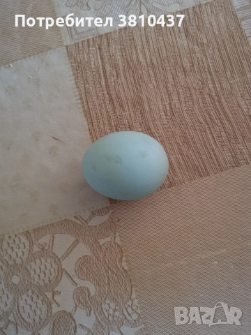 продавам оплодени яйца от Легбар, снимка 4 - други­ - 53182765