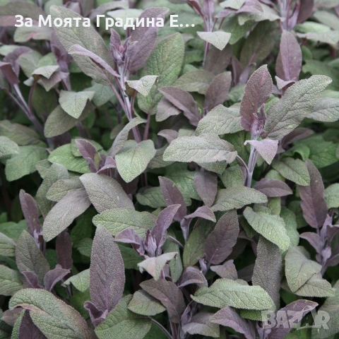 Салвия, снимка 4 - Градински цветя и растения - 53634660