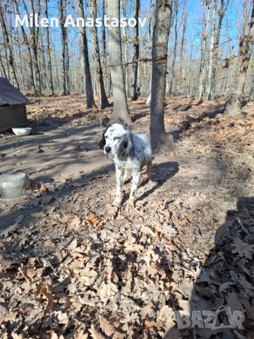 Продавам английски сетер , снимка 6 - Английски сетери - 52793329