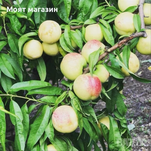 Бяла нектарина, снимка 2 - Градински цветя и растения - 53626833
