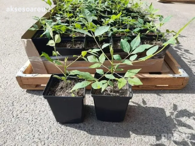 Фиданки от медоносното дърво на пчеларя Еводия Даниели разсад дръвчета за медосбор, снимка 10 - Разсади - 49271875