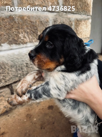 Английски сетер, женско , снимка 2 - Английски сетери - 53465570