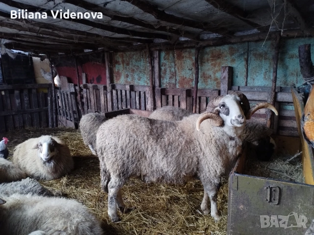 Продавам овен, снимка 2 - Овце - 53566600