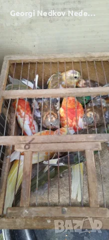 Продавам пойни папагали , снимка 6 - Папагали - 56316998