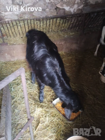 Продавам мъжки пръч за разплодие