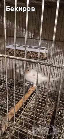 продавам канари , снимка 5 - Канари - 48365197