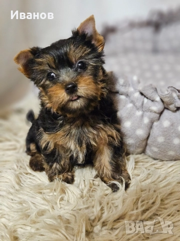 Йоркширски териер , снимка 1