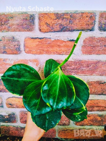 Хоя Pachyclada albomarginata ВЪЗРАСТНО РАСТЕНИЕ, снимка 2 - Стайни растения - 48374321