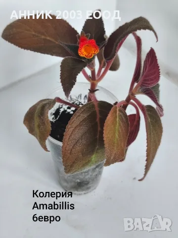 Сортови колерии,еписция и др., снимка 11 - Стайни растения - 56204962