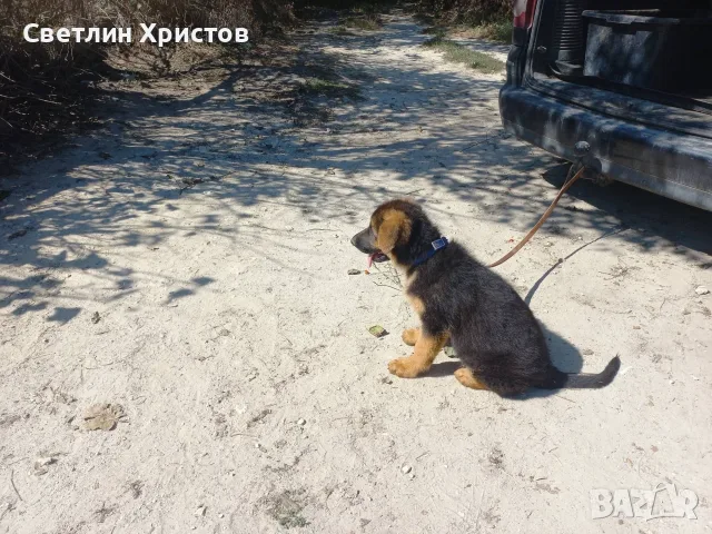 чистопородна немска овчарка, снимка 12 - Немска овчарка - 56353025