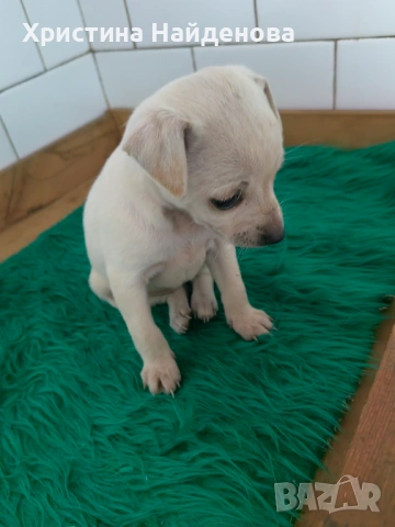 Кученце между пинчер и чихухуа , снимка 2 - Пинчер - 53695345