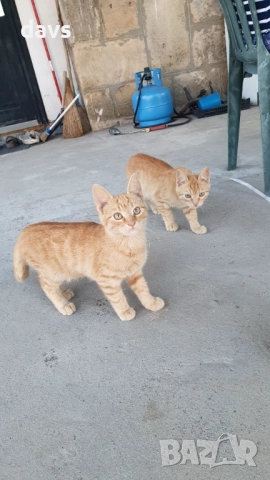 Малки котета – различни шарки, снимка 4 - Други - 51939189