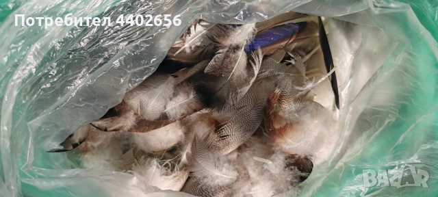 Пера от фазан и диви патици за Мухарски риболов , снимка 6 - Стръв и захранки - 49695686