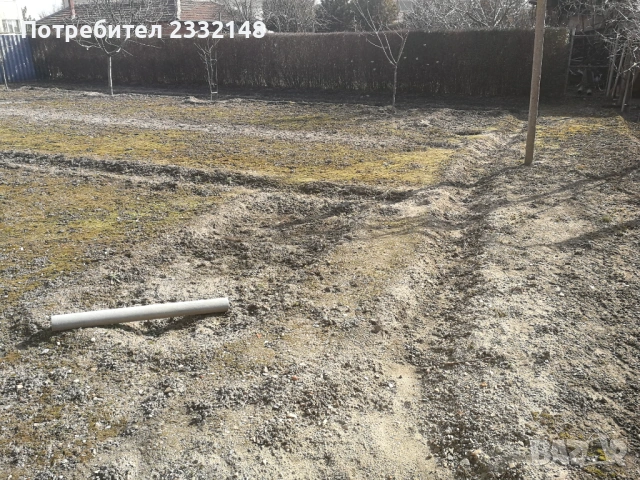 Жив плет разсад продавам , снимка 5 - Разсади - 53685754