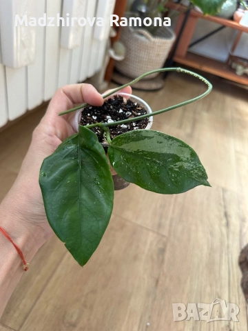 Hoya coriacea Silver , снимка 1