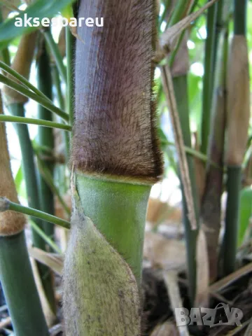 100 Семена от гигантски бамбук Moso Bambo градински горски декоративни растения за дома и двора бамб, снимка 5 - Сортови семена и луковици - 49827507