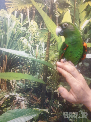 Продавам Жардина (Конгоански папагал), снимка 6 - Папагали - 44779416