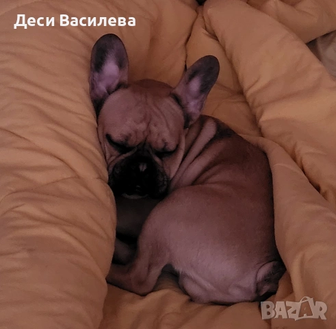 Френски булдог момче , снимка 2 - Френски булдог - 53727033