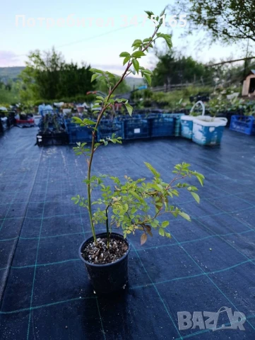 увивна роза Alden Biesen -розова, снимка 5 - Градински цветя и растения - 50303098